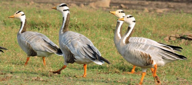 bar headed geese