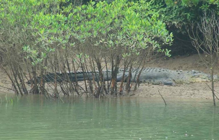 Bhitarkanika National Park In Odisha Reopens For Tourists