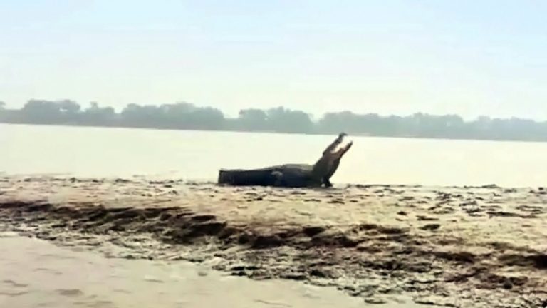 Crocodile Sighted In Chilika Near Odisha’s Puri; Panic Among Fishermen