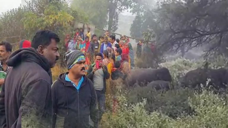 2 Killed In Jumbo Attack In Odisha’s Dhenkanal