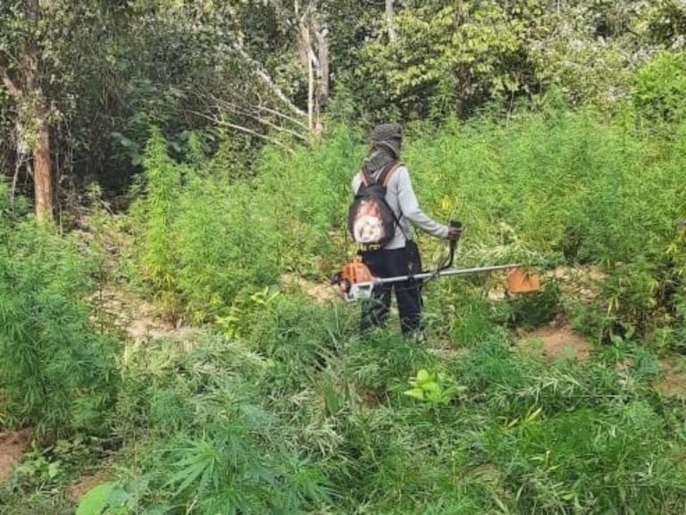 Ganja Mafia Ambush Cops in Malkangiri