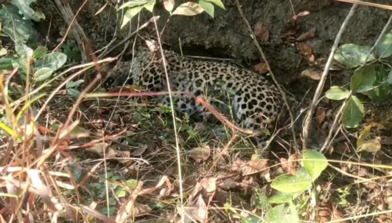 Leopard Carcass Found In Odisha’s Dhenkanal
