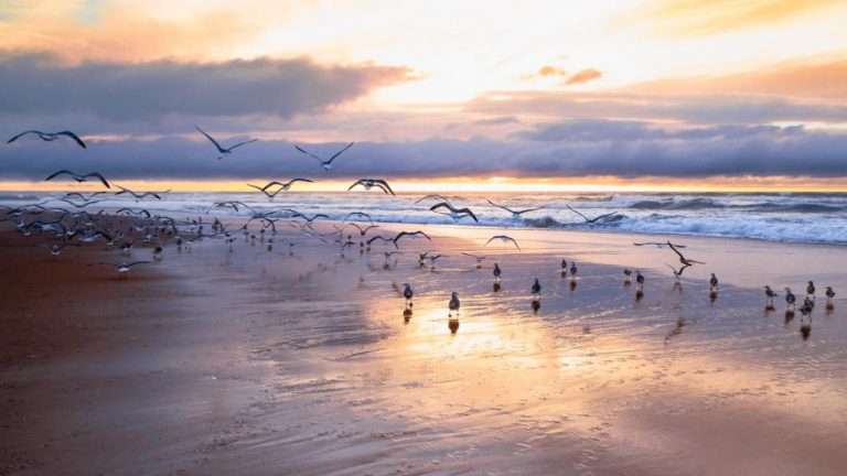 Tourists Stranded In Sea For Four Hours Off Pentha Beach In Odisha