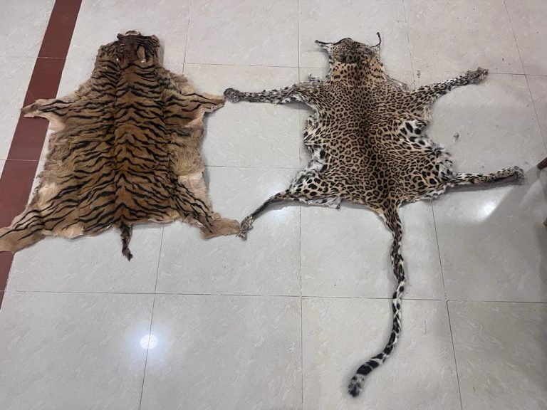 STF, Forest Officials Nab Absconding Wildlife Criminal In Odisha’s Mayurbhanj