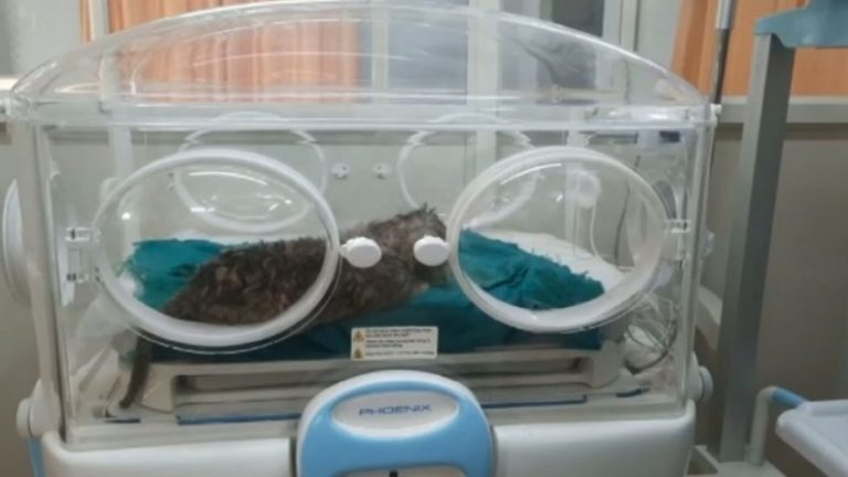 4 lion cubs born in nandankanan zoo