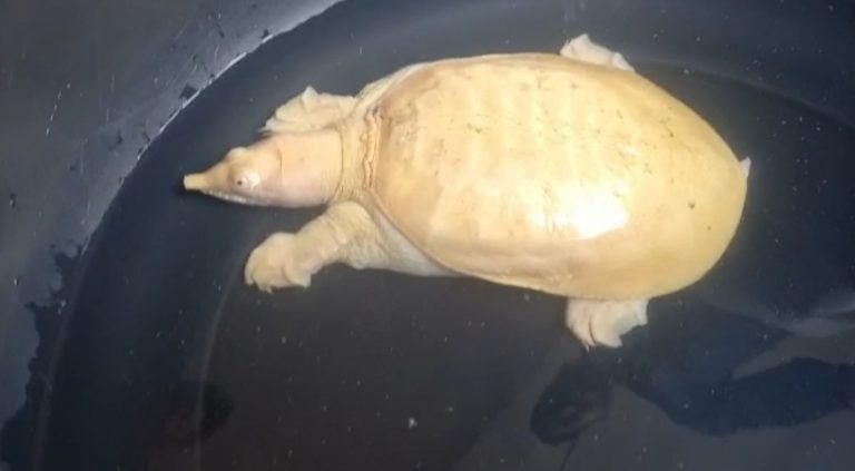 albino turtle