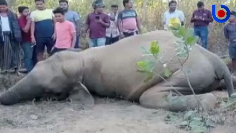 Another Jumbo Death In Odisha, Carcass Found In Athagarh