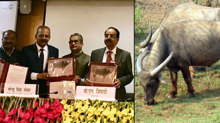 Odisha’s Unique ‘Manda’ Buffalo Gets Breed Registration Certificate
