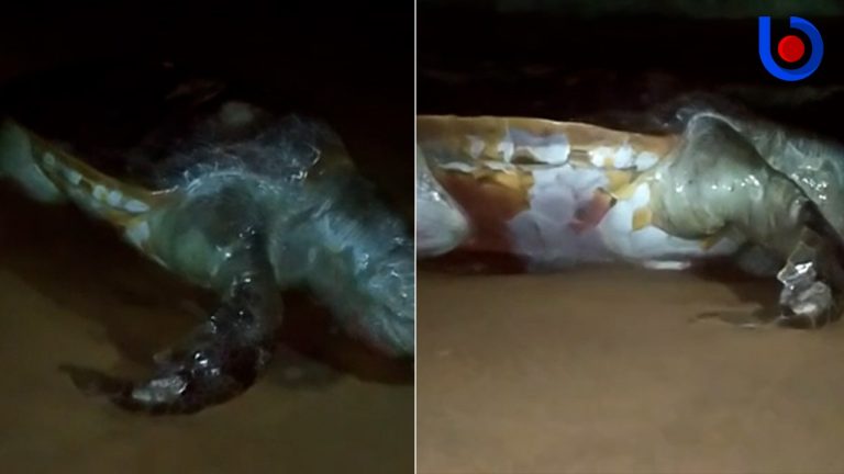 Carcasses Of Olive Ridley Turtles Found On Odisha’s Puri Beach