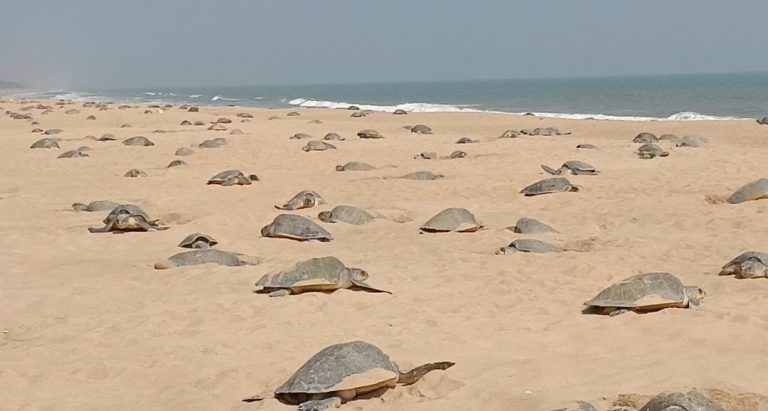 olive ridley nesting