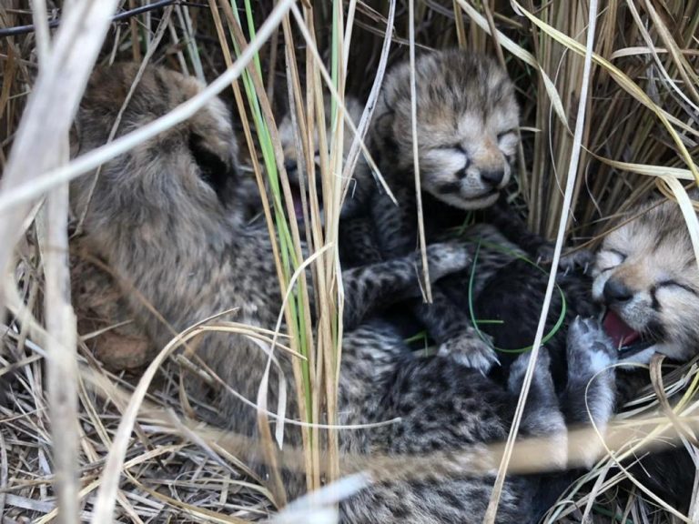 4 cheetah cubs at Kuno