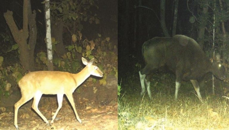Rare Bison Sighted In Odisha’s Keonjhar Forest