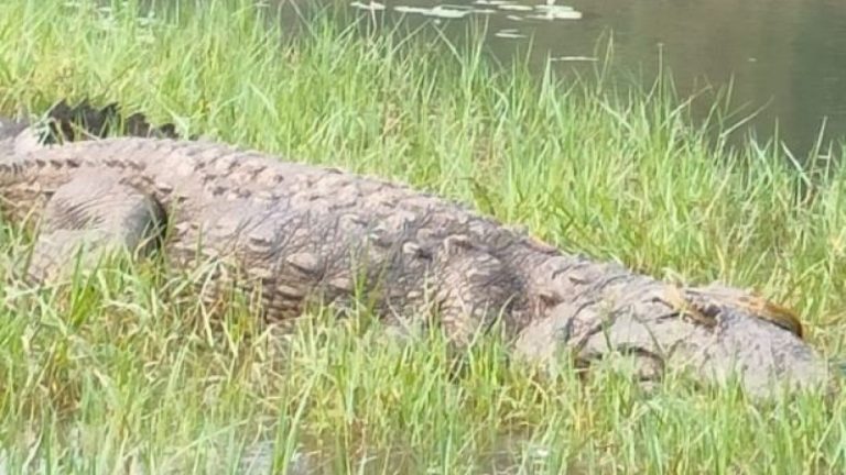 crocodile fear in village