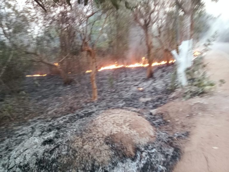 Forest Dept Prays For Rain To Control Blazing Forest Fires In Odisha