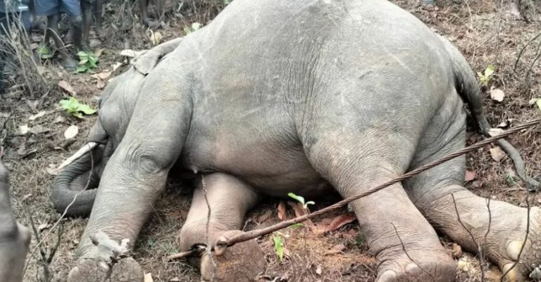 Tusker Electrocuted In Odisha’s Keonjhar