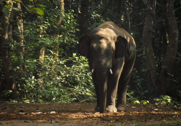 Forest Guard Critical In Attack By Tranquilised Tusker In Odisha’s Kuldiha Sanctuary