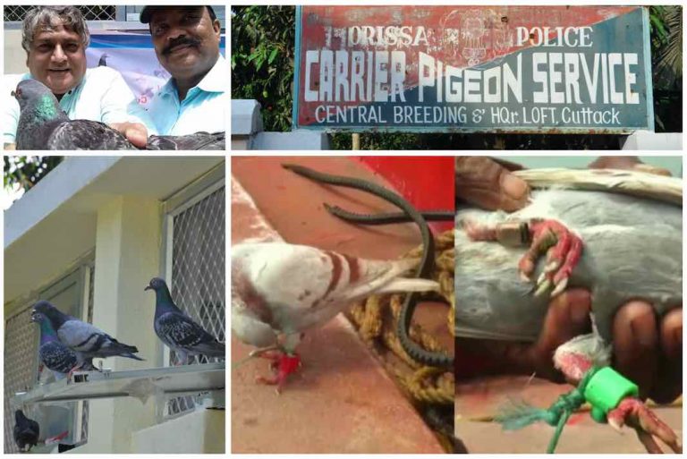 Panic Over ‘Spy Pigeons’ Caught In Odisha Unnecessary!