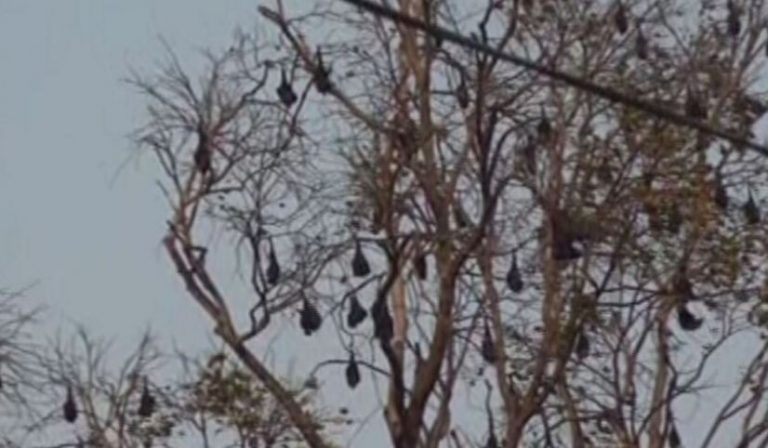 Villagers Act As Vigilantes To Protect Bats In Odisha’s Lanjimar