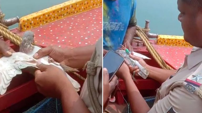 ‘Spy Pigeon’ Caught From Fishing Boat Off Odisha’s Paradip Coast