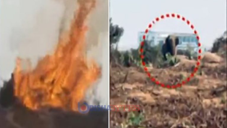 Odisha: Raging Wildfires Force Animals To Stray Into Balasore Villages