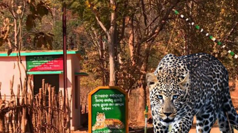 With Calf As Its Latest Victim, Leopard Strikes Terror In Odisha’s Nuapada Village