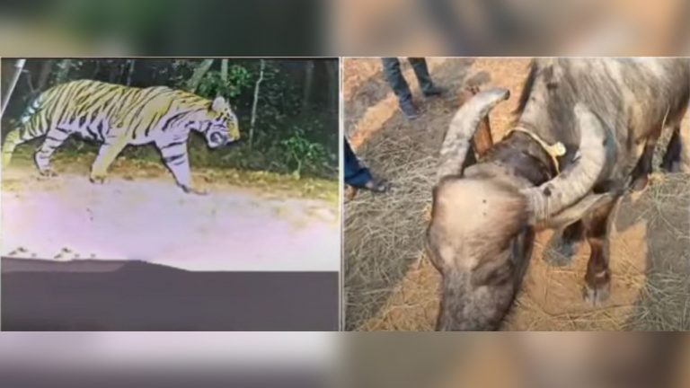 Four Buffaloes Killed By RBT In Odisha’s Keonjhar Forest