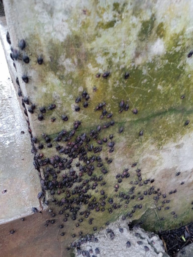 ‘Pentatomoidea’ Bugs Swarm Odisha Village; OUAT Team Takes Stock