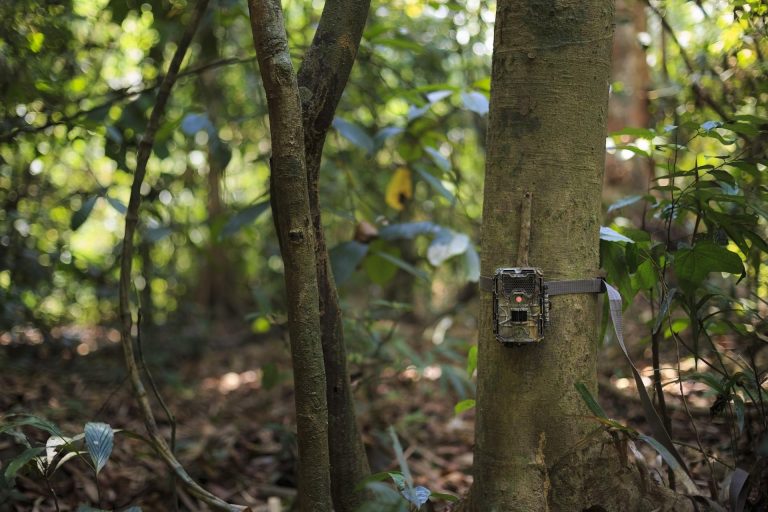 Two Trap Cameras Stolen In Odisha Forest; Police Complaint Filed