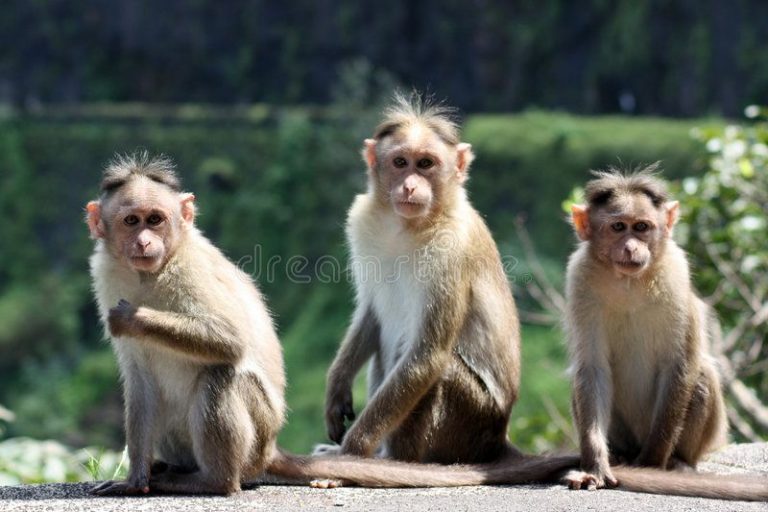 monkeys kill telangana woman