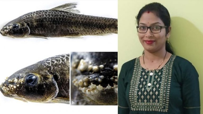 Odisha: Rare Freshwater Edible Fish Species Found By CUO Researchers In Kolab River