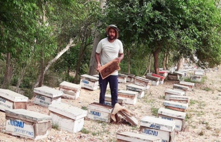 Honey business woes in rajasthan