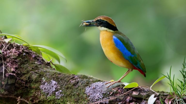 India’s First Mangrove Pitta Bird Census Conducted In Odisha’s Bhitarkanika