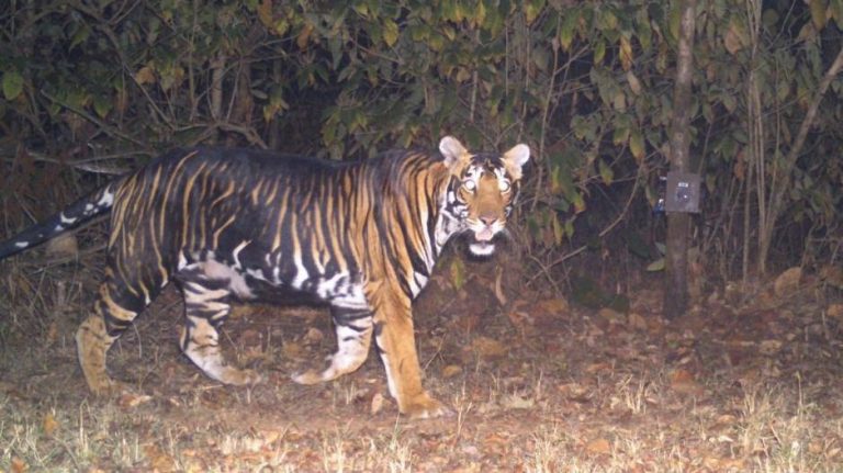 Rare Melanistic Tiger Found Dead In Odisha’s Similipal