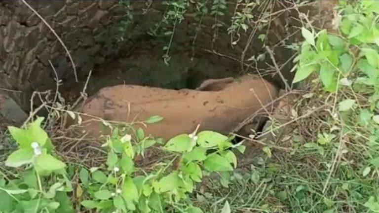 Elephant Calf Rescued From Well In Odisha’s Keonjhar