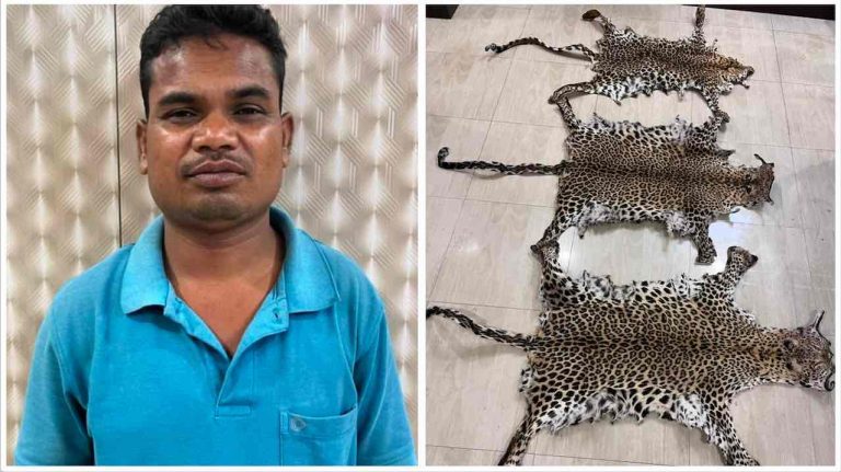 Wildlife Criminal Held With 3 Leopard Hides In Odisha