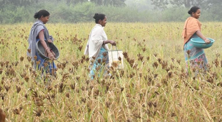 Odisha To Be First State To Release Traditional Millet Landraces Conserved By Tribal Farmers