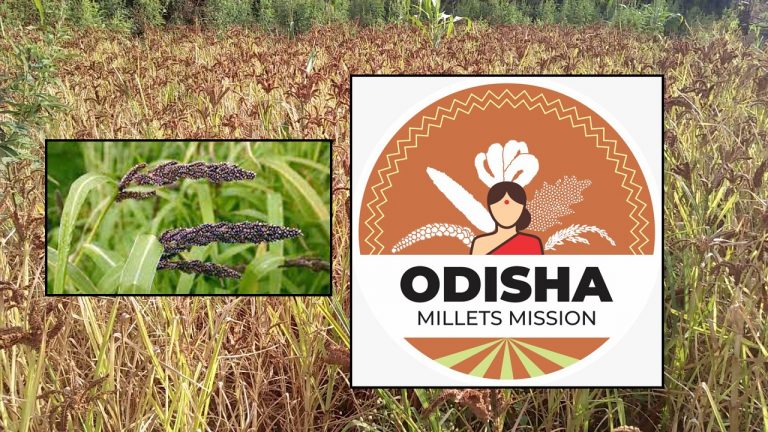 Reviving Millets: Reasons for Odisha’s Move Towards Resilient Agriculture & Thriving Farmers