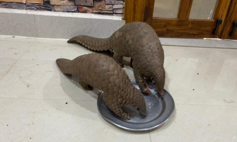 Odisha STF Detains 2 Wildlife Criminals With 2 Live Pangolins