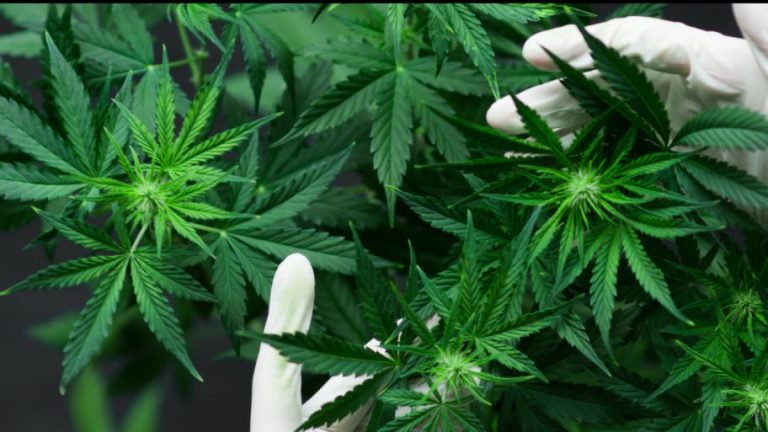 cannabis or ganja plant