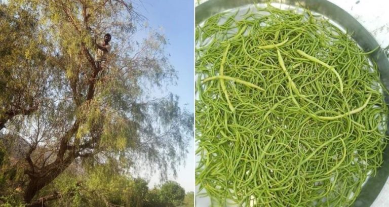 khejri trees of rajasthan