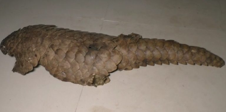 pangolin