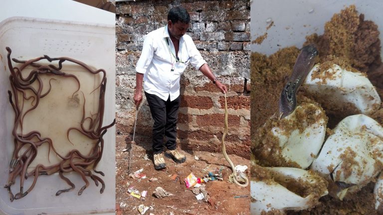 25 Cobra Hatchlings Emerge From Eggs After Artificial Hatching In Bhubaneswar