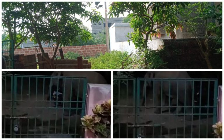 3 Elephants Stray Into Sikharchandi Area In Odisha Capital