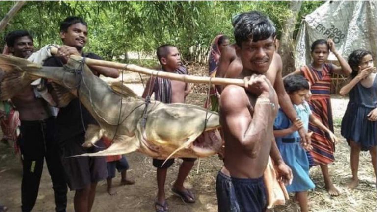 Fisherman Lands 5Ft-Long Fish In Odisha’s Bhadrak