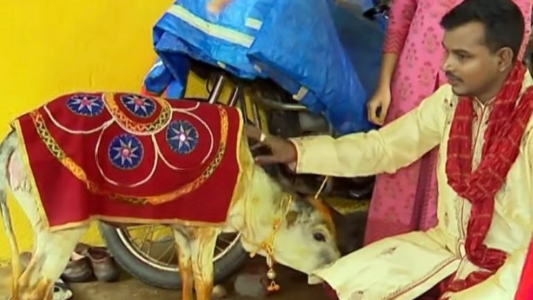 Cow Calf Becomes ‘Markandi’ In A Rare Marriage In Odisha Capital