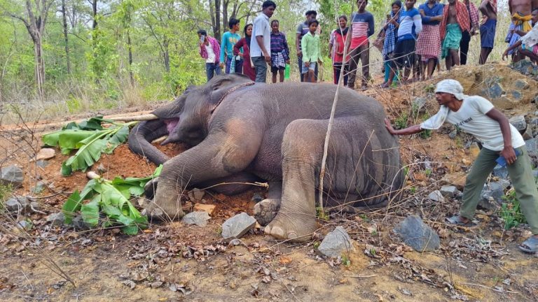 elephant death