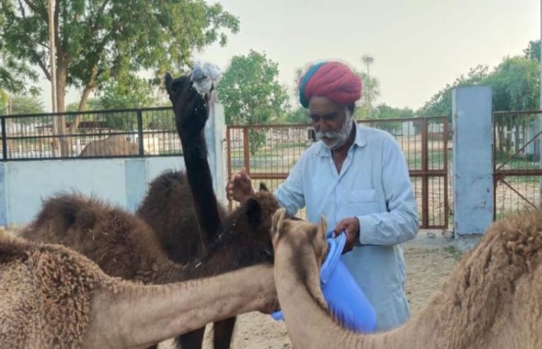 Camel feeding rajasthan