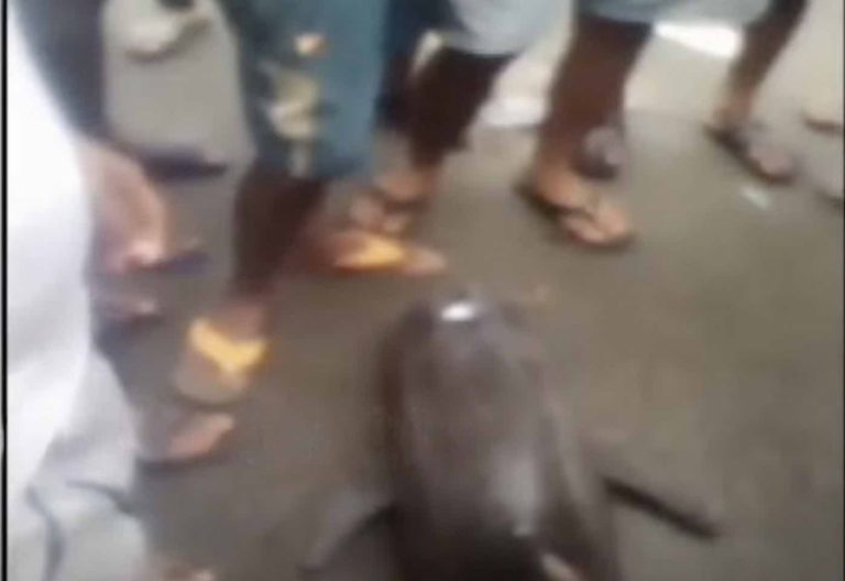 Injured Dolphin Dies During Rescue Attempt At Paradip Fishing Harbour In Odisha