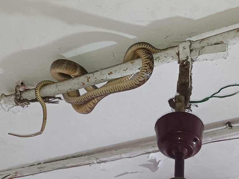 Huge Rat Snake Rescued From House In Odisha’s Puri