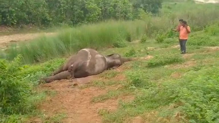 2 Elephants Die After Being Hit By Goods Train In Odisha’s Keonjhar